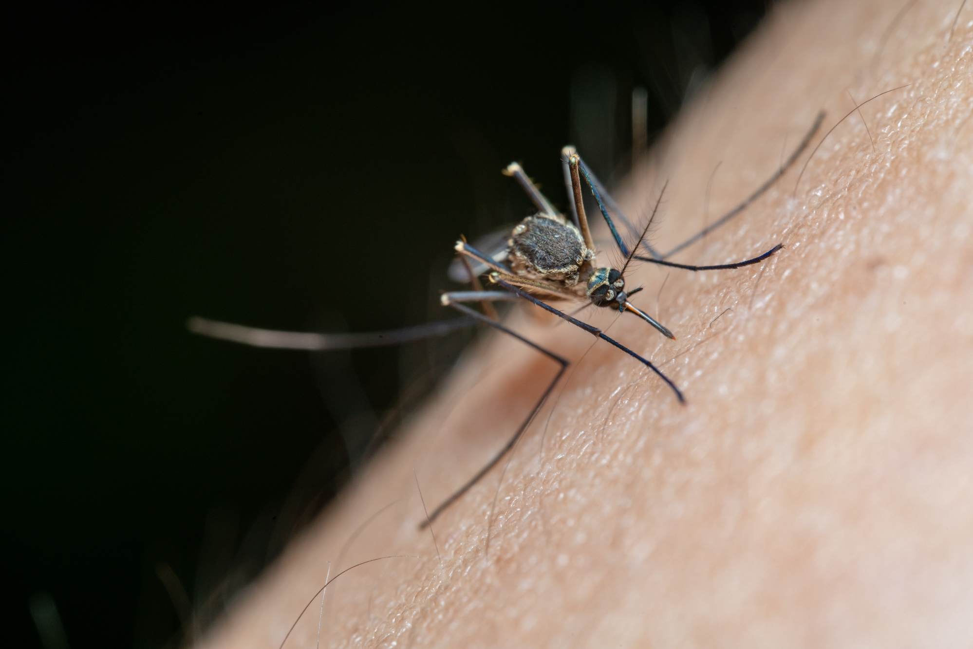 Disinfestazione zanzara: come eliminare e prevenire le infestazioni di zanzare