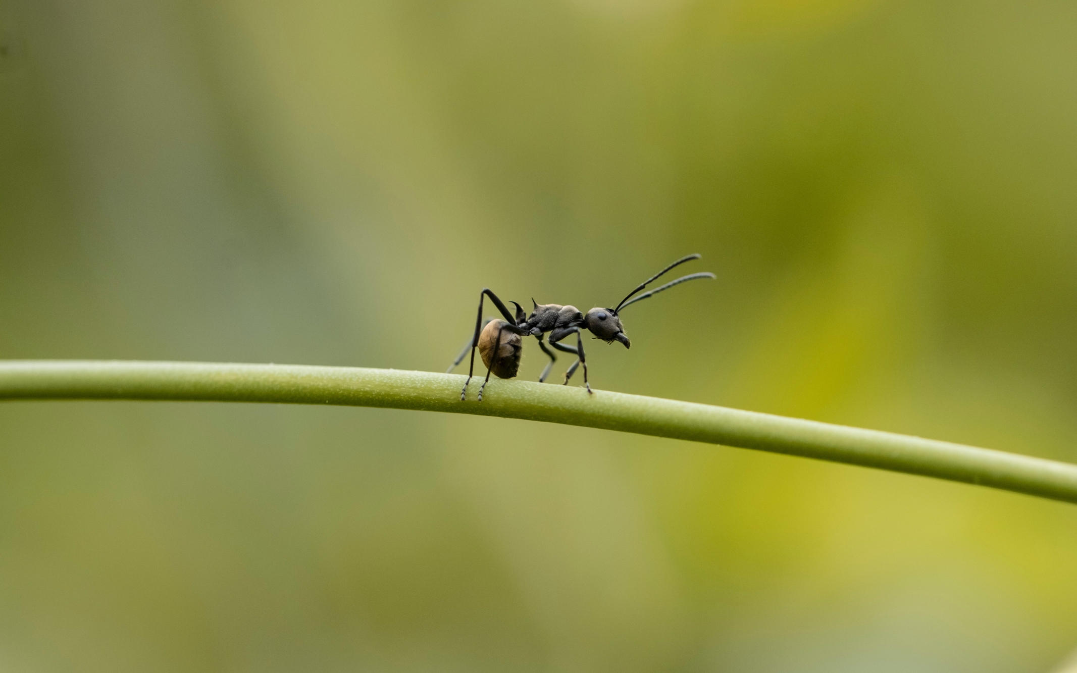 Disinfestazione Formiche: Come risolvere il problema delle infestazioni da formiche