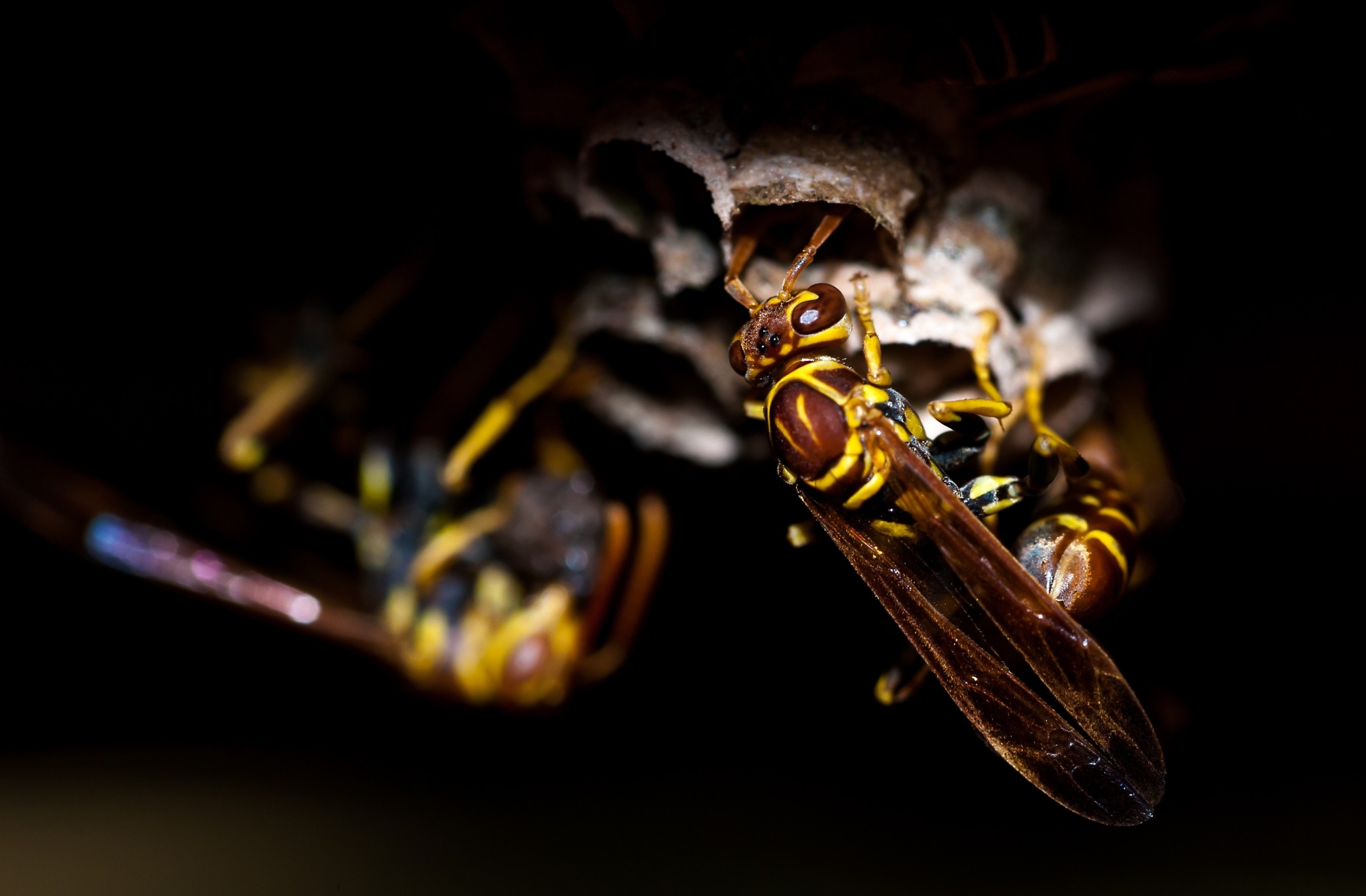 Vespe e Calabroni: Metodi professionali per una disinfestazione di vespe e calabroni efficace