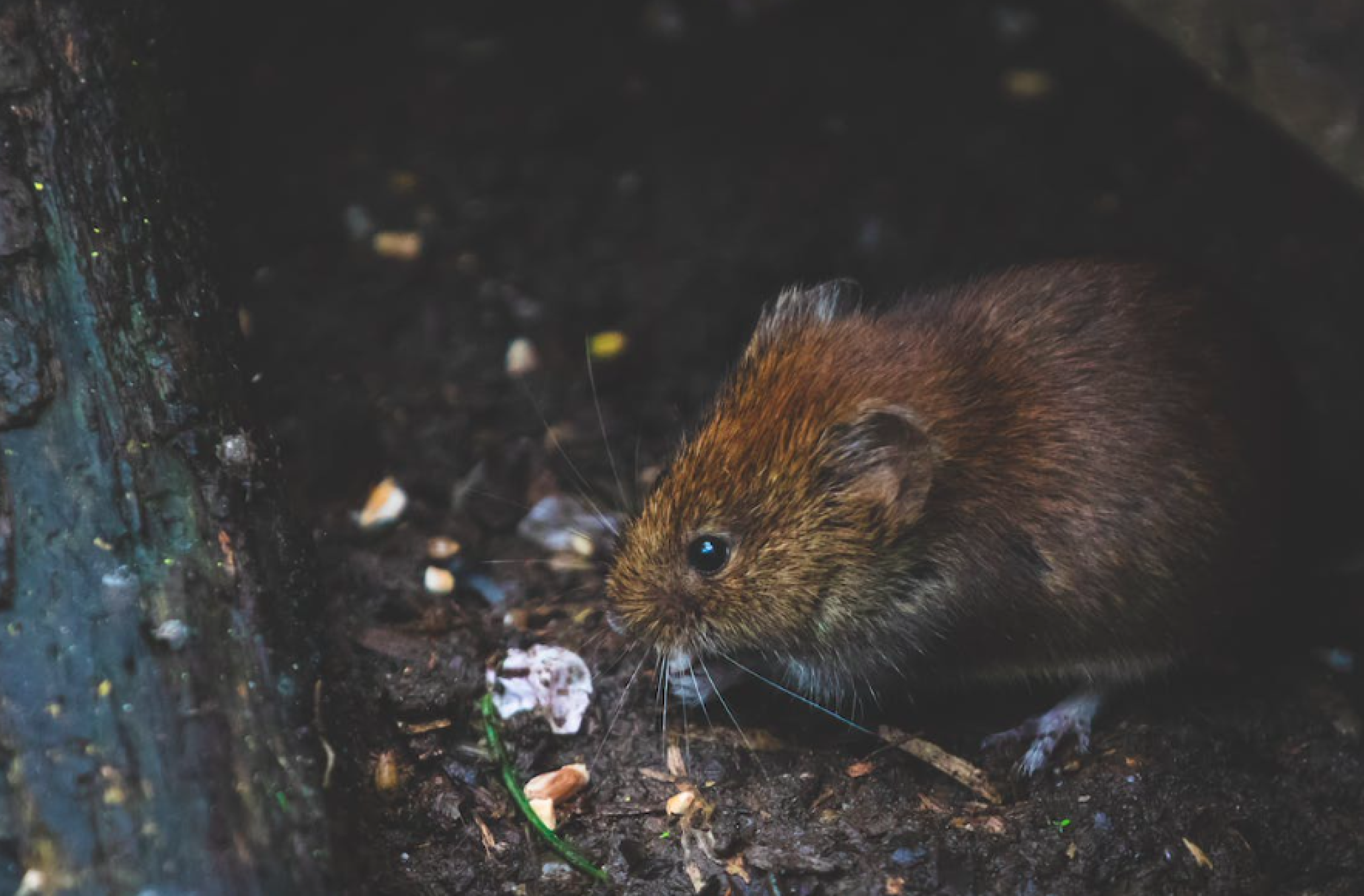  Topi e Ratti - Differenze tra le specie, situazioni di infestazione e metodi di prevenzione e disinfestazione