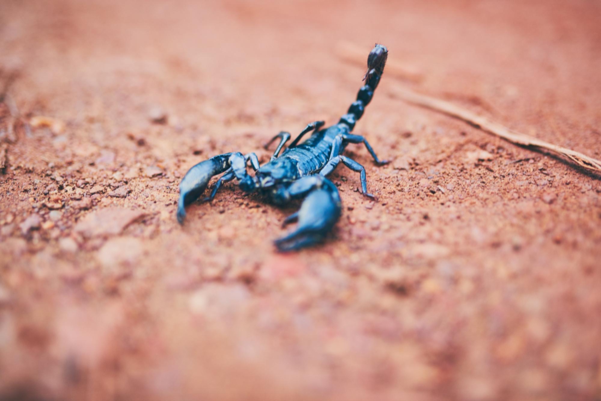 Scorpioni in casa: sono pericolosi? Come evitare che entrino dalle finestre