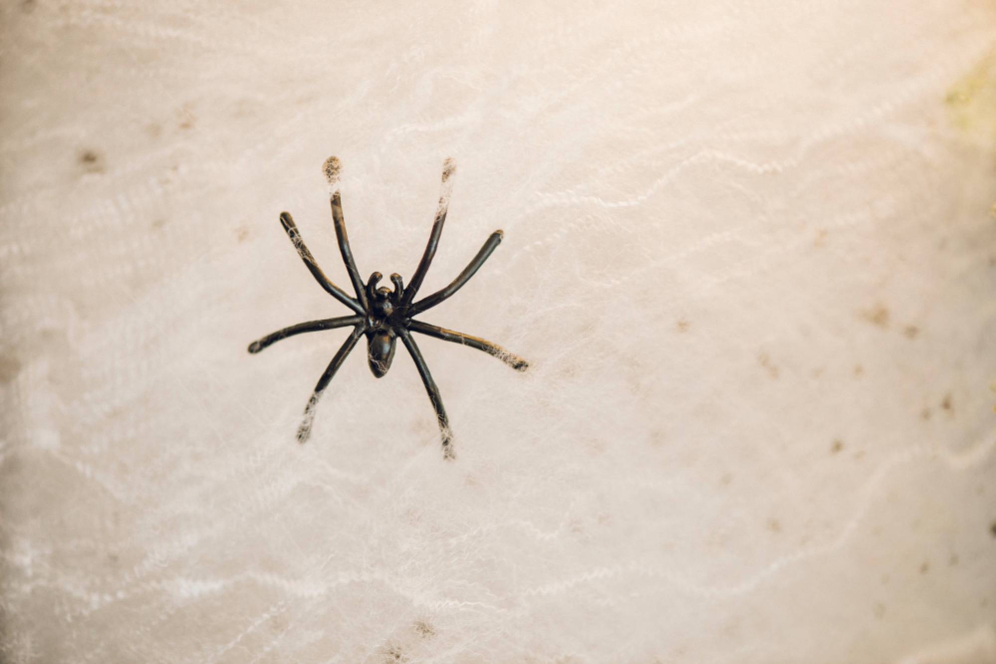 Ragni in casa: quali specie sono comuni in Italia e come tenerle lontane
